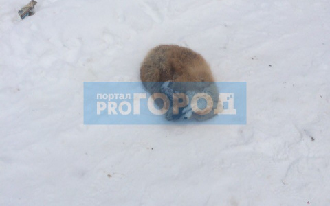 Среди жилых домов Сыктывкара нашли мертвую лисицу (фото)
