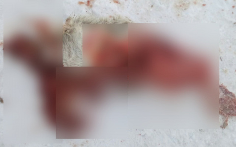 В 80 километрах от Сыктывкара волчица растерзала собаку (фото)