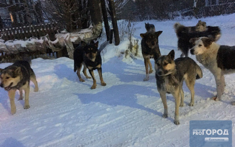 В Коми мэрии пришлось заплатить за укус бродячей собаки