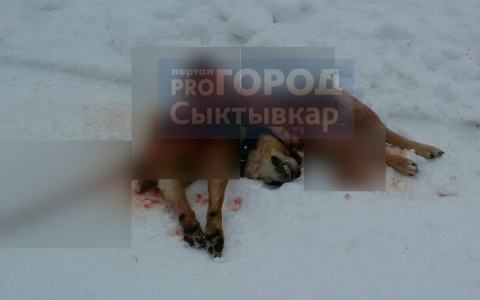 Под Сыктывкаром волки оставили от собаки лишь ребра и голову (фото)