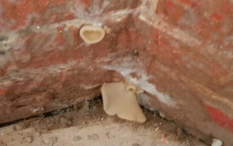 В квартире сыктывкарки вырос таинственный гриб неизвестного происхождения