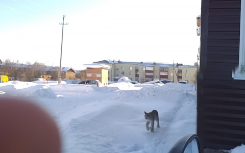 Выяснилось, откуда появилась рысь, которая разгуливала по поселку Коми