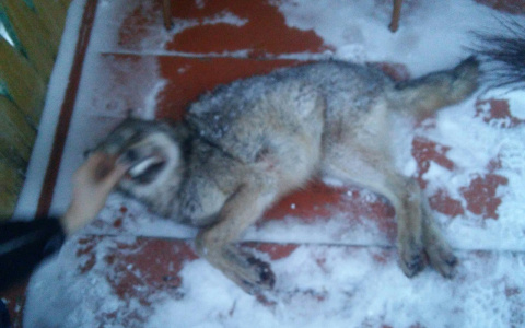 Охотник из Коми подстрелил волчицу и спас животных на ферме