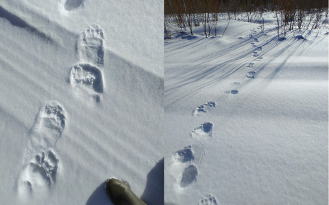 Медведь из Коми, который предвещает пробуждение косолапых, все еще спит
