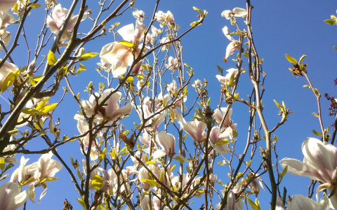 Погода в Сыктывкаре на 2 апреля: тепло, солнечно и без осадков