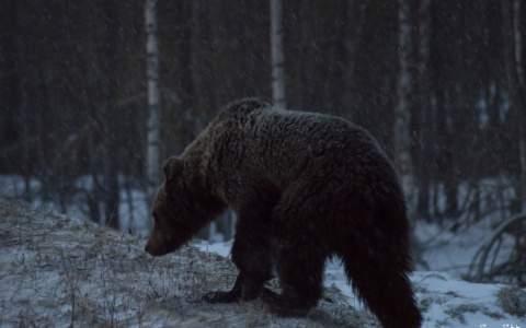 Любители покормить медведей в Коми отправятся убирать за свиньями