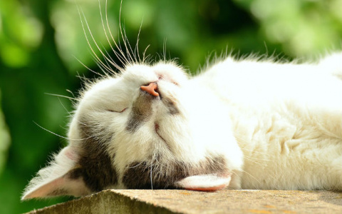 Погода в Сыктывкаре на 4 апреля: чистое небо и теплое солнце