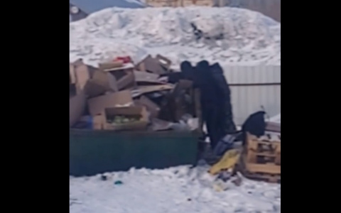 В Коми две женщины копались в баке для просрочки в поисках алкоголя (видео)