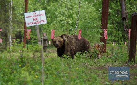 Что можно и нельзя делать жителям Коми, если они встретили медведя в лесу: инструкция от лесничего