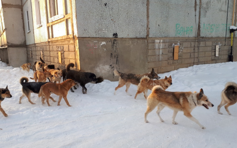 Депутаты одного из поселков Коми потребовали от полиции разобраться с бродячими собаками