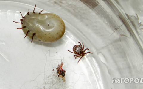 В Сыктывкаре кошка принесла в дом клеща, который укусил 4-летнего ребенка