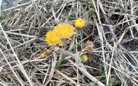 Фото дня: весенние зарисовки с набережной Сыктывкара