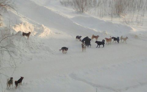 Решить проблему бродячих собак в Коми мешает «дыра» в законе