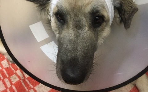 Собака из Коми, которую пытался зарезать ее же хозяин, пошла на поправку