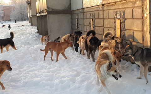 В Коми предложили выдавать паспорта на собак