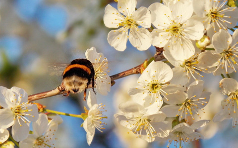 Погода в Сыктывкаре на 1 мая: День Весны и Труда обещает быть теплым