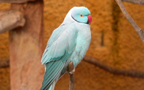 В Сыктывкаре разыскивают блудного попугая (фото)