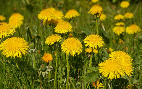 Погода в Сыктывкаре на 9 мая: по-летнему тепло, солнечно и без осадков