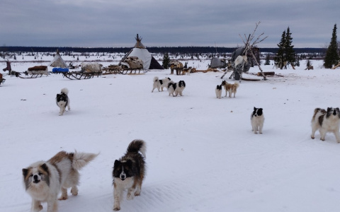 На севере Коми медведь растерзал олененка и смертельно искалечил его мать (фото 16+)