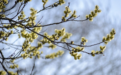 Погода в Сыктывкаре на 10 мая: северный ветер и небольшое похолодание