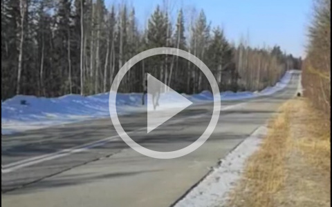 На трассе в Коми водитель спас лося от разъяренного медведя (видео)