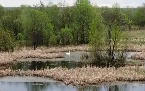 Фото дня: одинокий лебедь в озере под Сыктывкаром
