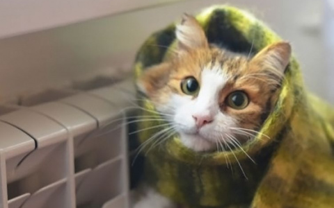 Портал PG11.ru выяснил, когда в квартиры Сыктывкара вернется тепло