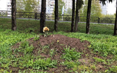 Сыктывкарцы: «На парковке ТРЦ «Макси» похоронили животное» (фото)