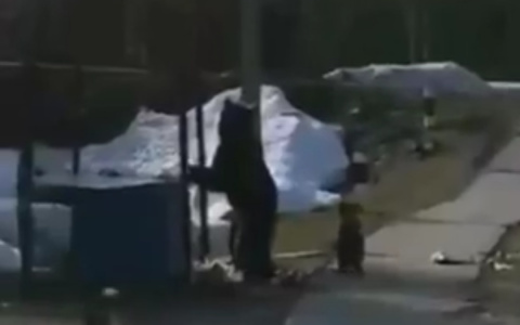 В одном из городов Коми заметили медведицу с медвежатами (фото)