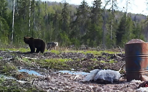 В Коми медведь противостоял волку, а затем стал жертвой охотников (фото)