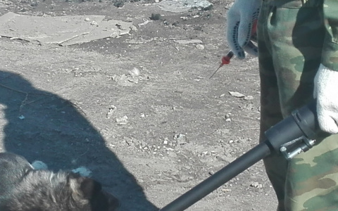 Волонтеры о службе по отлову бездомных собак в Коми: «Псов убивают, хотя обещали брать на передержку»