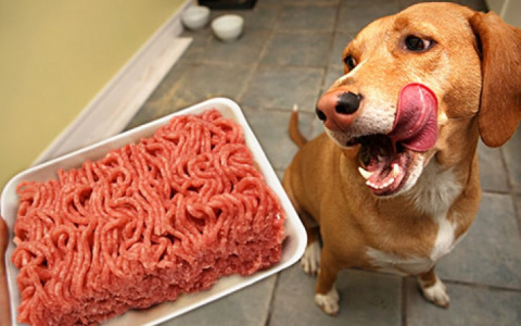 Опасные «вкусняшки»: что делать, если собака отравилась на прогулке в Сыктывкаре