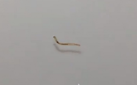 Жители Коми обнаружили живых червей в проточной воде (видео)