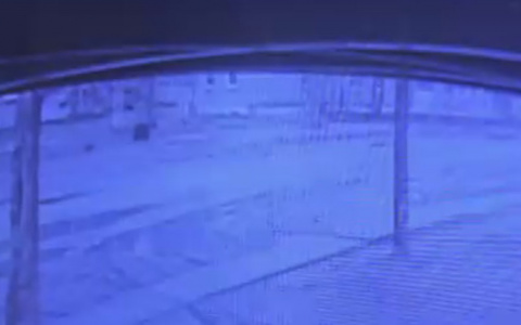 6 случаев, когда люди столкнулись с медведями в Коми