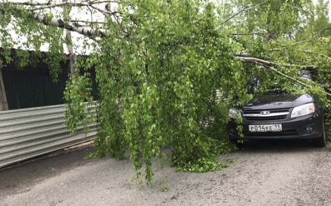 В Сыктывкаре прямо на проезжей части на автомобиль рухнуло дерево (фото, видео)