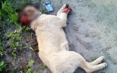 «А если бы это был ребенок?»: жители Коми в шоке от водителя, который сбил собаку и скрылся