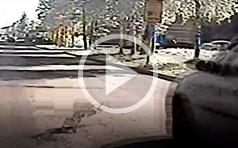 В Сыктывкаре таксист сбил кошку и оставил ее умирать на дороге (видео)