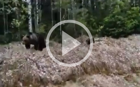 В Коми вдоль трассы разгуливают три медведя (видео)