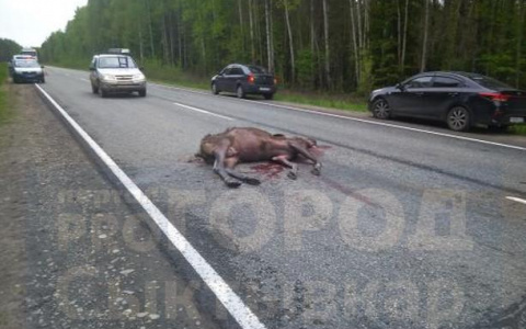 На трассе в Коми насмерть сбили крупного лося (фото)