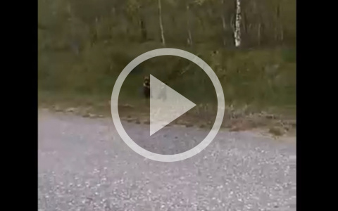 В одном из городов Коми разгулялись медведи (фото, видео)