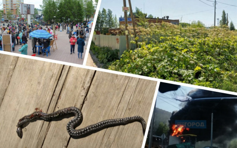 Итоги недели в Коми: загадочное исчезновение, змеи под Сыктывкаром и «грешной» митинг