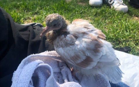 «Скормить коту»: сыктывкарцы о птенце, которого подобрали горожане