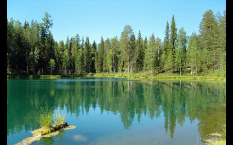 В Коми искали рыбака, который «отключился» в кустах