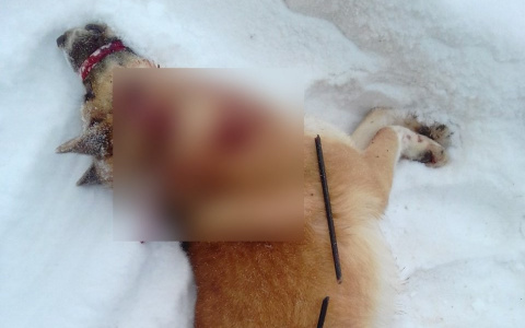 Житель Коми, который убил чужую собаку из арбалета, отправится под суд