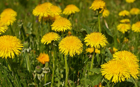 Погода в Сыктывкаре на 14 июня: ясно, тепло и без осадков