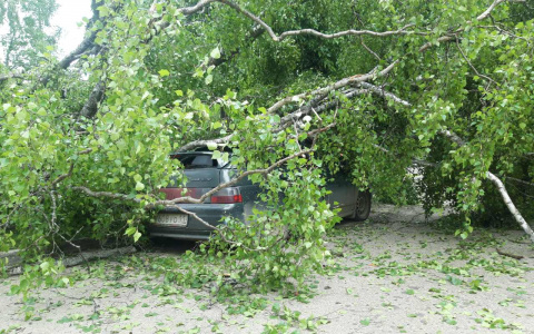 Фото дня в Сыктывкаре: на машину упала большая береза