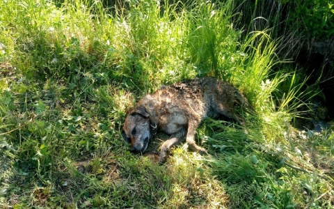 В Сыктывкаре мужчина пристрелил собаку на глазах у детей (фото +16)