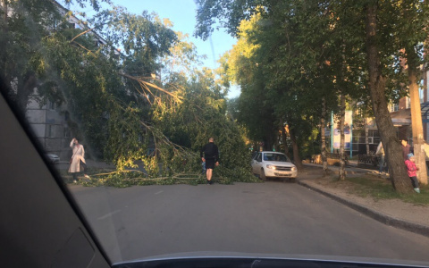 В Сыктывкаре дерево упало на проезжую часть прямо перед автомобилями (фото)