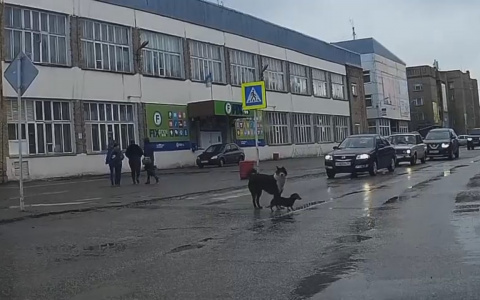 «Учебный курс для пешеходов»: в Коми две собаки образцово перешли дорогу (видео)