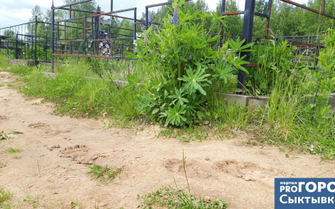В Коми заметили следы медведя, который облюбовал городское кладбище (фото)